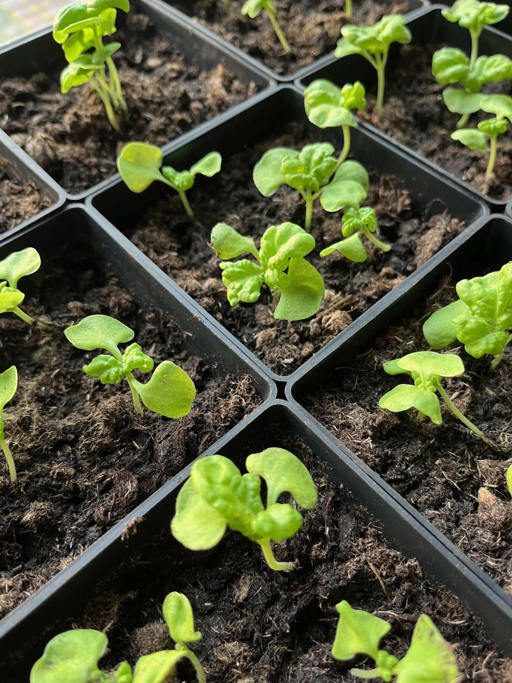 Miniväxthus Start set, ABC Plant Growers